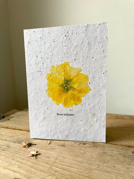 Grande carte à planter rose trémière